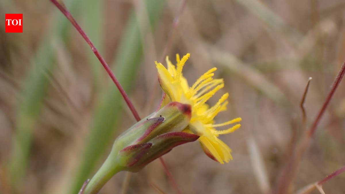 In 2019, a Norfolk farm began giving 500 acres of marginal farmland back to nature; three years later, average plant diversity had doubled and ex-arable plots rose from 7 to 32 species