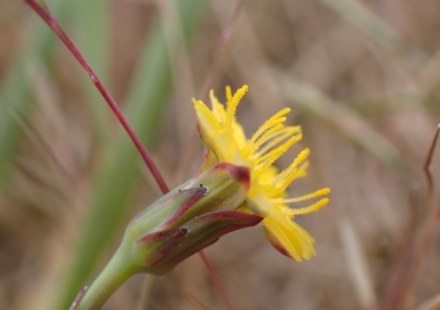 In 2019, a Norfolk farm began giving 500 acres of marginal farmland back to nature; three years later, average plant diversity had doubled and ex-arable plots rose from 7 to 32 species