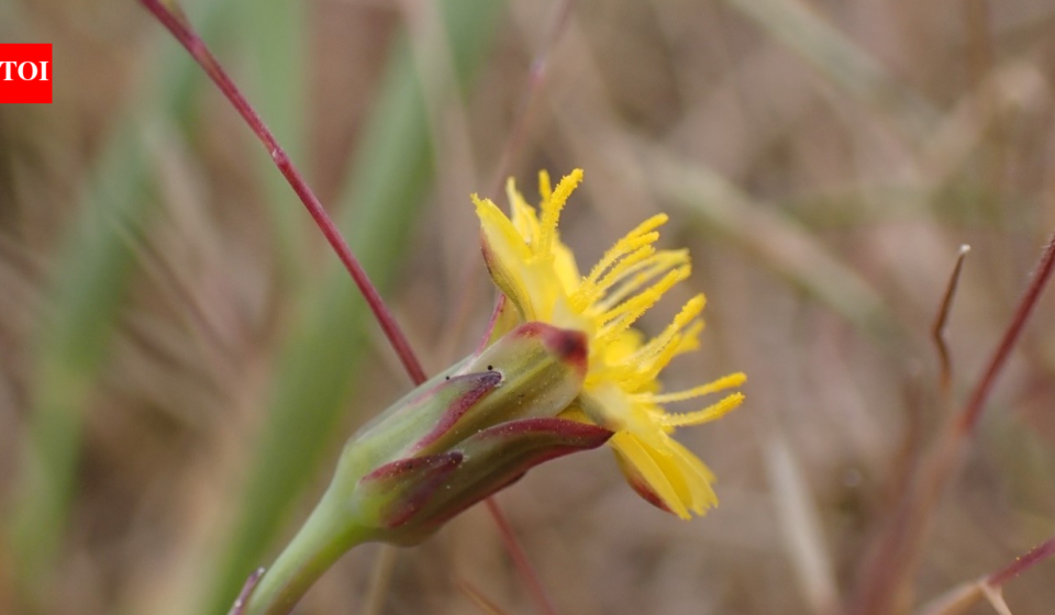 In 2019, a Norfolk farm began giving 500 acres of marginal farmland back to nature; three years later, average plant diversity had doubled and ex-arable plots rose from 7 to 32 species
