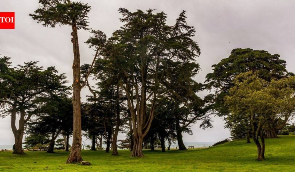 In the 1880s, Adolph Sutro built a 22-acre San Francisco estate filled with hundreds of statues and opened its gardens to the public; the mansion was later demolished and the land became a park