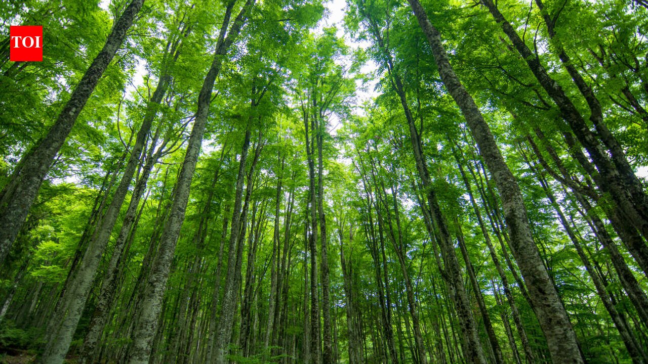 Scientists warmed Minnesota forest trees by 3.4°C for years expecting respiration to surge 23%; the trees adapted and erased nearly 80% of that increase