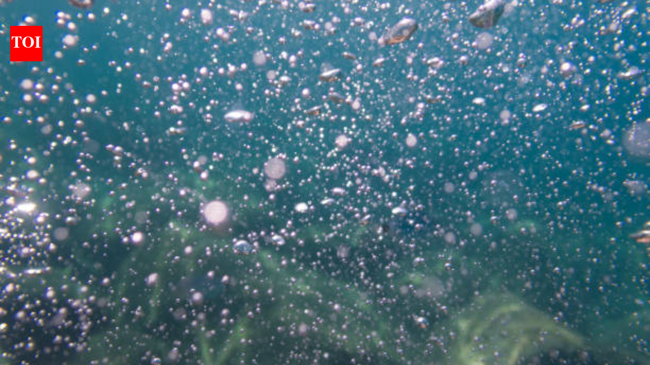 A methane leak in the South China Sea formed a plume over 1km high; but bacteria and worms built a 'worm bed' within two years shocking scientists and theories