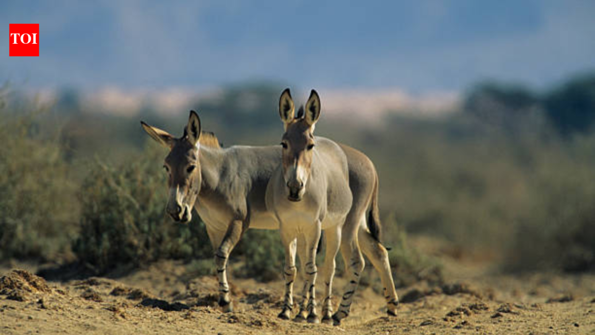 In 1982, Israel released 28 wild donkeys to its desert;  44 years later, they created an oasis in one of Earth's most extreme places
