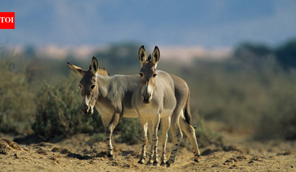 In 1982, Israel released 28 wild donkeys to its desert;  44 years later, they created an oasis in one of Earth's most extreme places