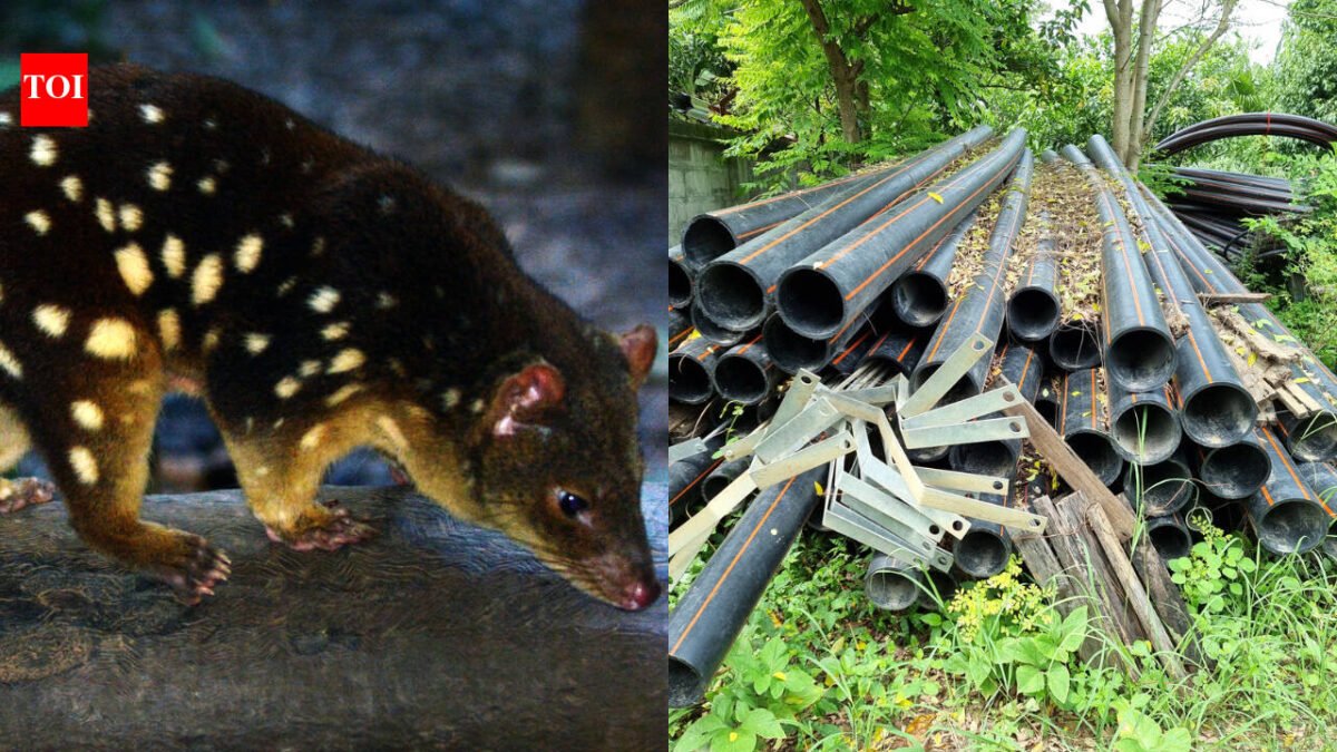 Australian researchers buried discarded plastic pipes inside mine waste-rock piles; cameras showed northern quolls entering and leaving the artificial dens, with conditions similar to natural shelters
