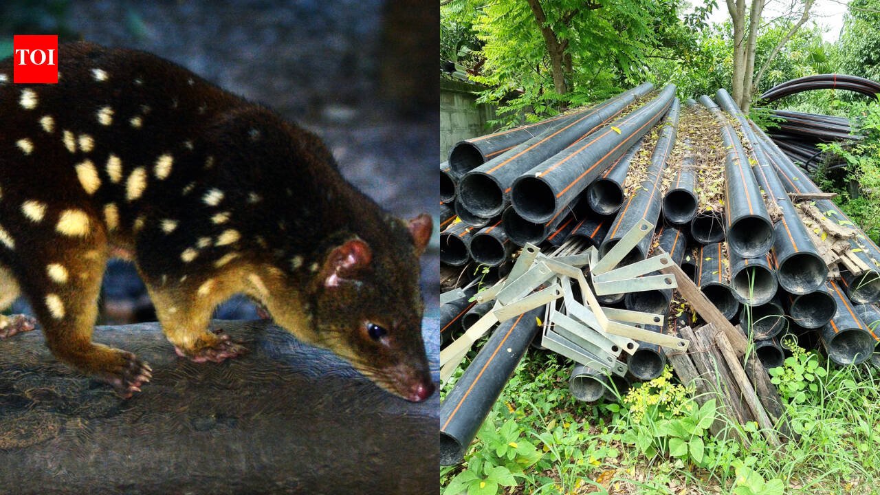 Australian researchers buried discarded plastic pipes inside mine waste-rock piles; cameras showed northern quolls entering and leaving the artificial dens, with conditions similar to natural shelters