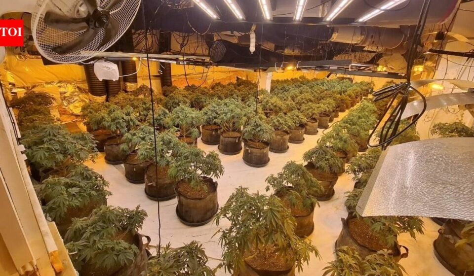 Thames Valley Police uncover £1.3 million cannabis factory inside abandoned BHS store in Slough with 1,700 plants and potential 150kg yield; two men jailed for 14 months