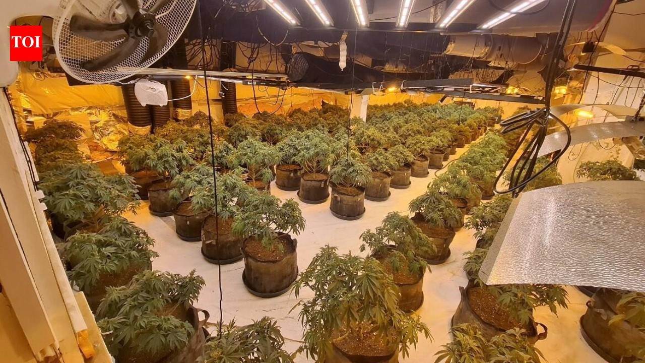 Thames Valley Police uncover £1.3 million cannabis factory inside abandoned BHS store in Slough with 1,700 plants and potential 150kg yield; two men jailed for 14 months