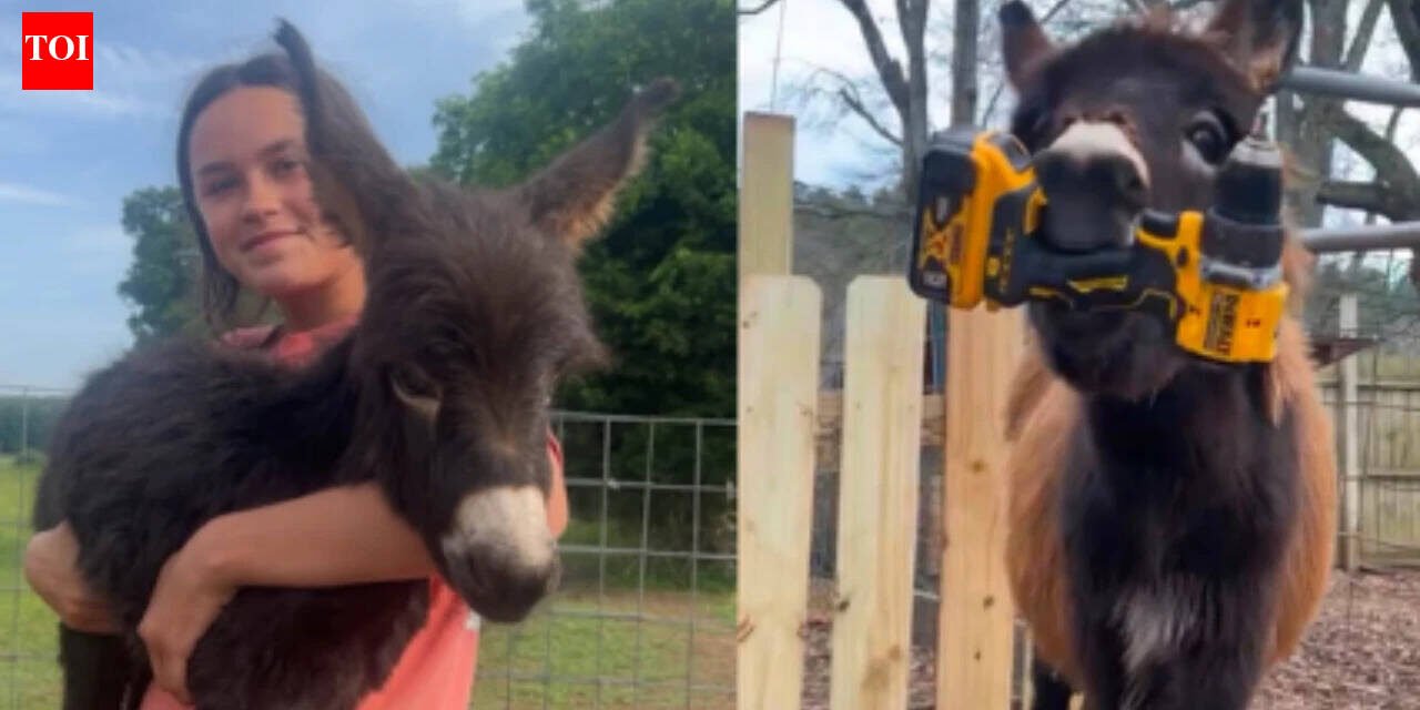 Georgia police officer who killed 1-year-old donkey HeeHaw says the miniature donkey charged at him; owner says 'he was my kid'