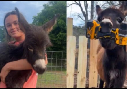 Georgia police officer who killed 1-year-old donkey HeeHaw says the miniature donkey charged at him; owner says 'he was my kid'