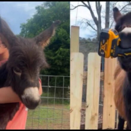 Georgia police officer who killed 1-year-old donkey HeeHaw says the miniature donkey charged at him; owner says 'he was my kid'