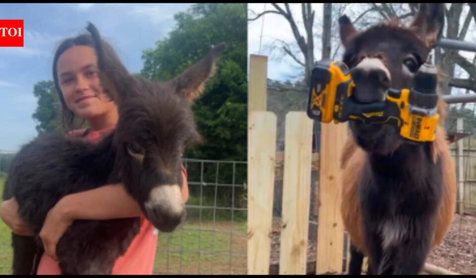Georgia police officer who killed 1-year-old donkey HeeHaw says the miniature donkey charged at him; owner says 'he was my kid'