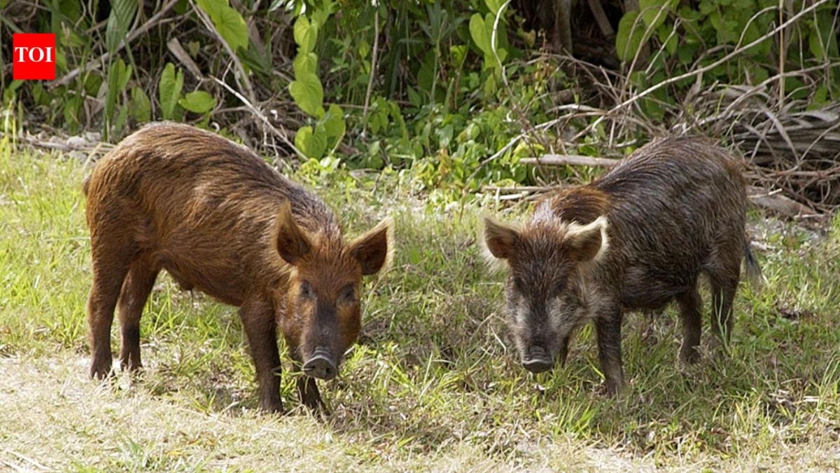 In the 1850s, pigs brought to Santa Cruz Island became feral; golden eagles drawn by piglets helped drive foxes down 95%, then 5,036 pigs were removed as foxes rebounded to 1,300+