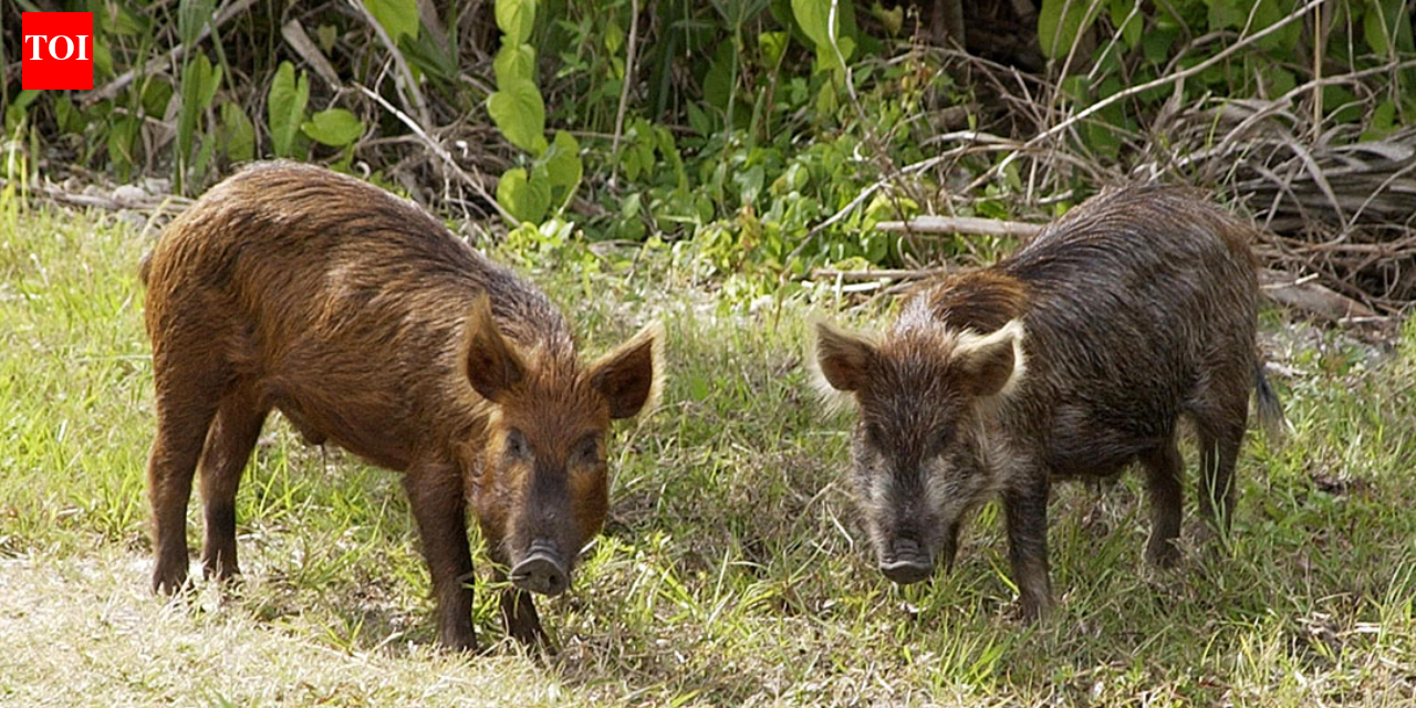 In the 1850s, pigs brought to Santa Cruz Island became feral; golden eagles drawn by piglets helped drive foxes down 95%, then 5,036 pigs were removed as foxes rebounded to 1,300+