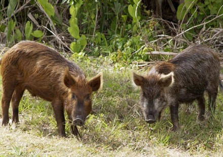 In the 1850s, pigs brought to Santa Cruz Island became feral; golden eagles drawn by piglets helped drive foxes down 95%, then 5,036 pigs were removed as foxes rebounded to 1,300+