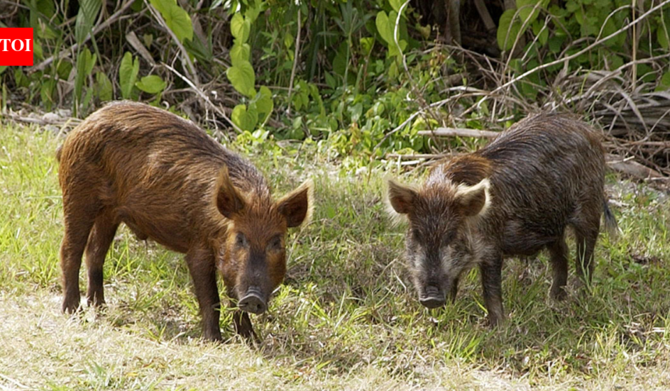 In the 1850s, pigs brought to Santa Cruz Island became feral; golden eagles drawn by piglets helped drive foxes down 95%, then 5,036 pigs were removed as foxes rebounded to 1,300+