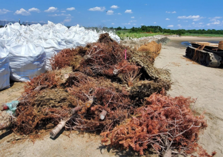 In 2024, New York turned 250 discarded Christmas trees into nearly 600 feet of breakwaters; by fall, the trees were trapping sediment around a restored salt marsh