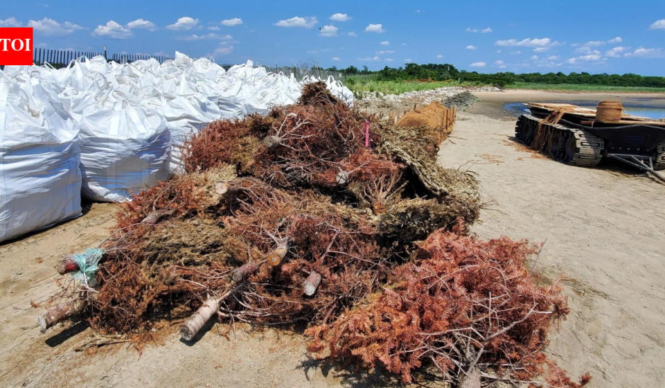 In 2024, New York turned 250 discarded Christmas trees into nearly 600 feet of breakwaters; by fall, the trees were trapping sediment around a restored salt marsh