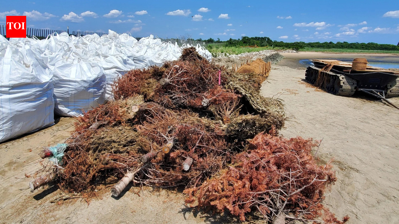 In 2024, New York turned 250 discarded Christmas trees into nearly 600 feet of breakwaters; by fall, the trees were trapping sediment around a restored salt marsh