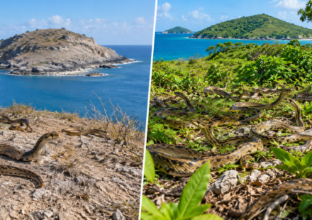 In 1995, just 51 rare snakes survived on one tiny Caribbean island; 21 years later their population topped 1,100