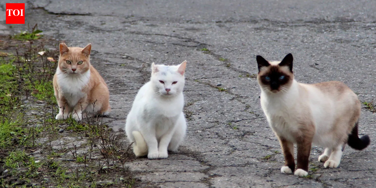 In 2016, NSW began fencing feral cats and foxes out of three reserves; 10 years later, 13 locally extinct species had returned, some after 100+ years, and were breeding again
