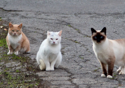 In 2016, NSW began fencing feral cats and foxes out of three reserves; 10 years later, 13 locally extinct species had returned, some after 100+ years, and were breeding again
