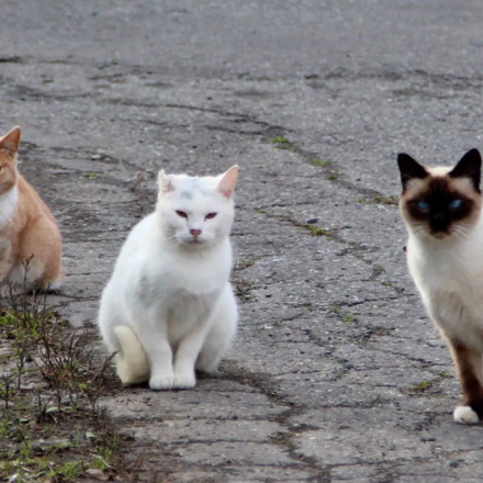 In 2016, NSW began fencing feral cats and foxes out of three reserves; 10 years later, 13 locally extinct species had returned, some after 100+ years, and were breeding again