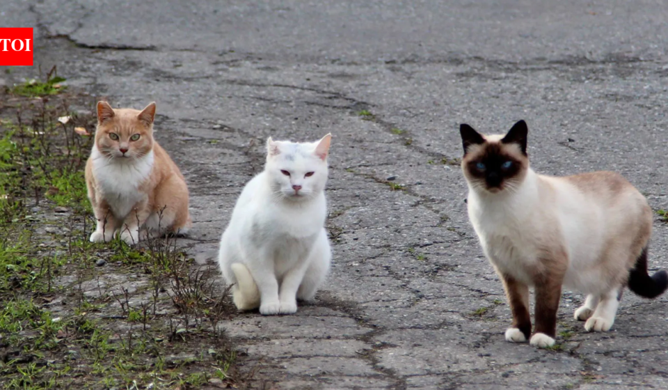 In 2016, NSW began fencing feral cats and foxes out of three reserves; 10 years later, 13 locally extinct species had returned, some after 100+ years, and were breeding again