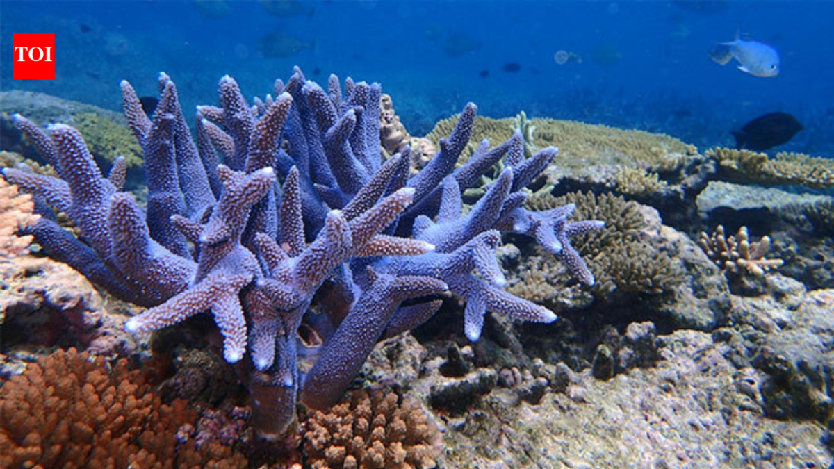 In 2015, Hawaii rescued fragments of a coral found only in Kaneohe Bay; after its wild colonies disappeared, scientists grew it in a nursery and returned it to the reef