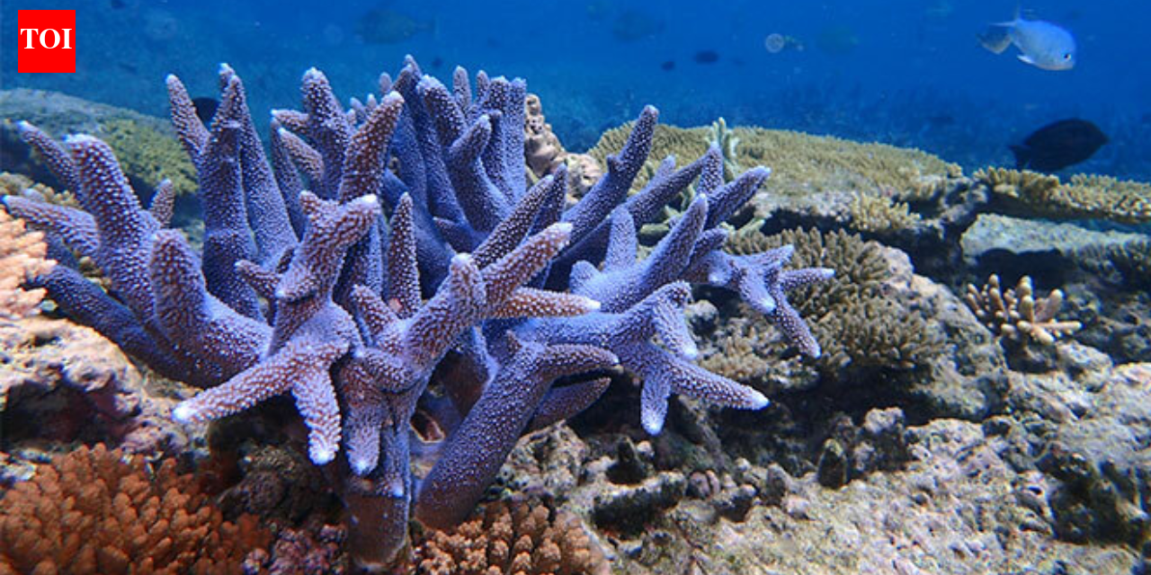 In 2015, Hawaii rescued fragments of a coral found only in Kaneohe Bay; after its wild colonies disappeared, scientists grew it in a nursery and returned it to the reef