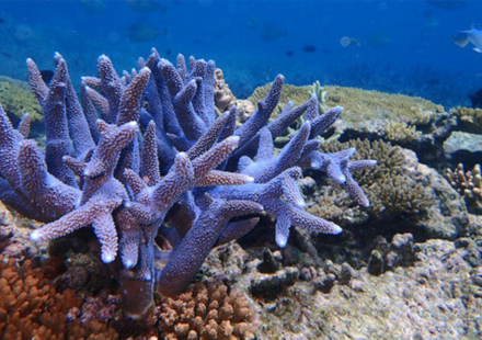 In 2015, Hawaii rescued fragments of a coral found only in Kaneohe Bay; after its wild colonies disappeared, scientists grew it in a nursery and returned it to the reef