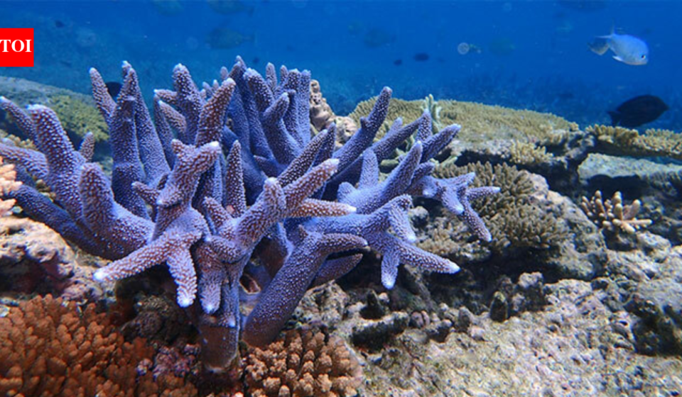 In 2015, Hawaii rescued fragments of a coral found only in Kaneohe Bay; after its wild colonies disappeared, scientists grew it in a nursery and returned it to the reef