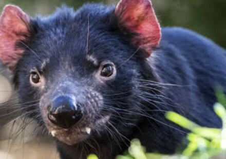 In 2012, Tasmania moved 15 devils to Maria Island to protect the species from facial-tumour disease; after 28 were released by 2013, a 3,000-pair penguin colony disappeared
