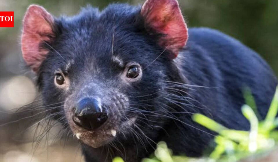 In 2012, Tasmania moved 15 devils to Maria Island to protect the species from facial-tumour disease; after 28 were released by 2013, a 3,000-pair penguin colony disappeared