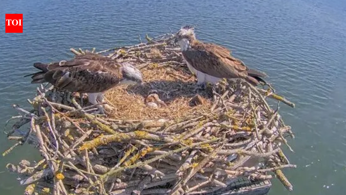 In 1996, England began moving Scottish osprey chicks to Rutland after the species vanished as a breeder in 1847; 30 years later, 300 have fledged and the population is self-sustaining