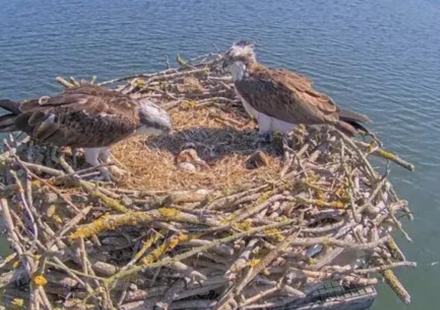 In 1996, England began moving Scottish osprey chicks to Rutland after the species vanished as a breeder in 1847; 30 years later, 300 have fledged and the population is self-sustaining