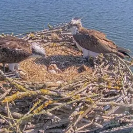 In 1996, England began moving Scottish osprey chicks to Rutland after the species vanished as a breeder in 1847; 30 years later, 300 have fledged and the population is self-sustaining