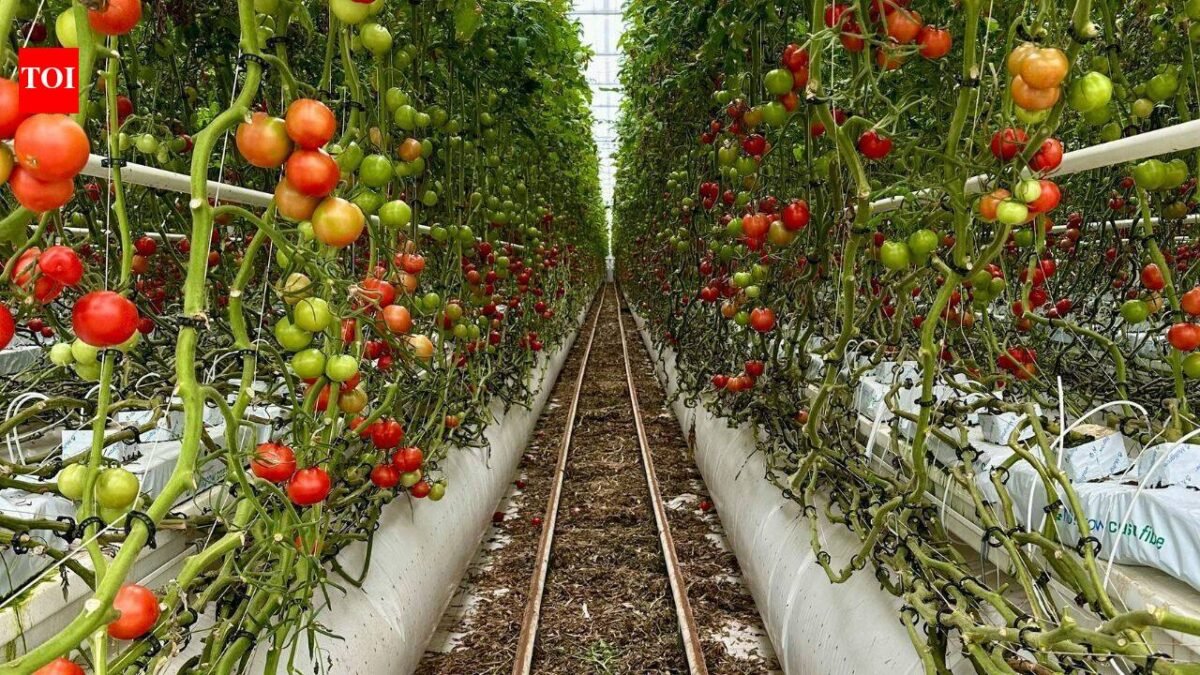 For 20 years, Jersey City neighbors grew tomatoes and peppers on a private lot; after building permits were issued, council voted 7-0 to advance a $1.2 million purchase to save the garden
