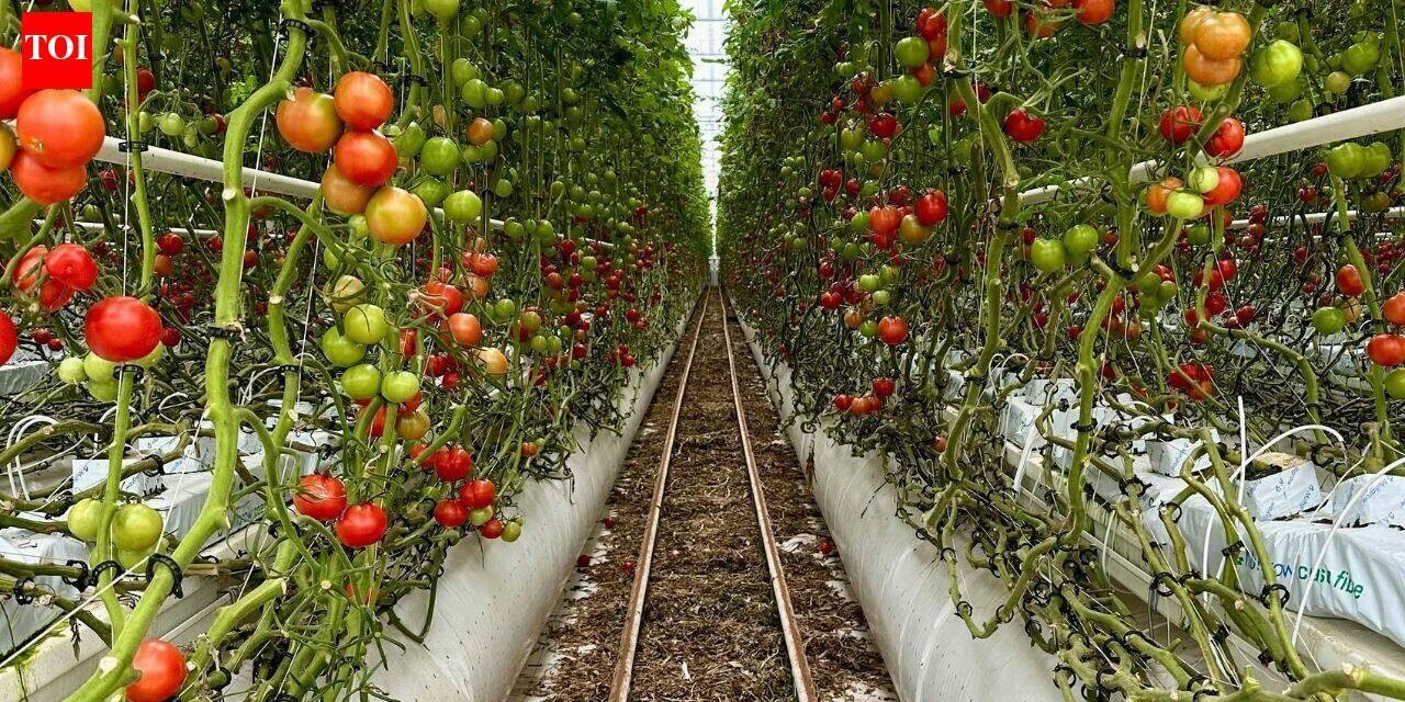 For 20 years, Jersey City neighbors grew tomatoes and peppers on a private lot; after building permits were issued, council voted 7-0 to advance a $1.2 million purchase to save the garden