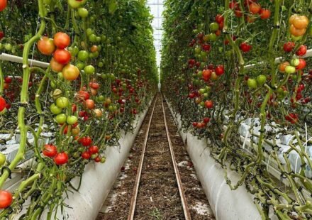 For 20 years, Jersey City neighbors grew tomatoes and peppers on a private lot; after building permits were issued, council voted 7-0 to advance a $1.2 million purchase to save the garden