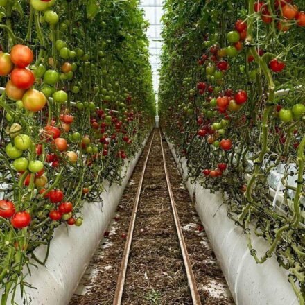 For 20 years, Jersey City neighbors grew tomatoes and peppers on a private lot; after building permits were issued, council voted 7-0 to advance a $1.2 million purchase to save the garden