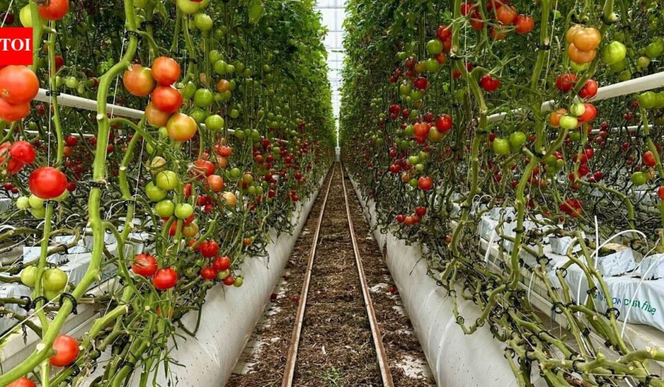 For 20 years, Jersey City neighbors grew tomatoes and peppers on a private lot; after building permits were issued, council voted 7-0 to advance a $1.2 million purchase to save the garden