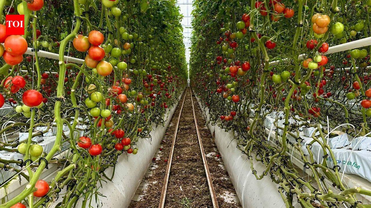 For 20 years, Jersey City neighbors grew tomatoes and peppers on a private lot; after building permits were issued, council voted 7-0 to advance a $1.2 million purchase to save the garden