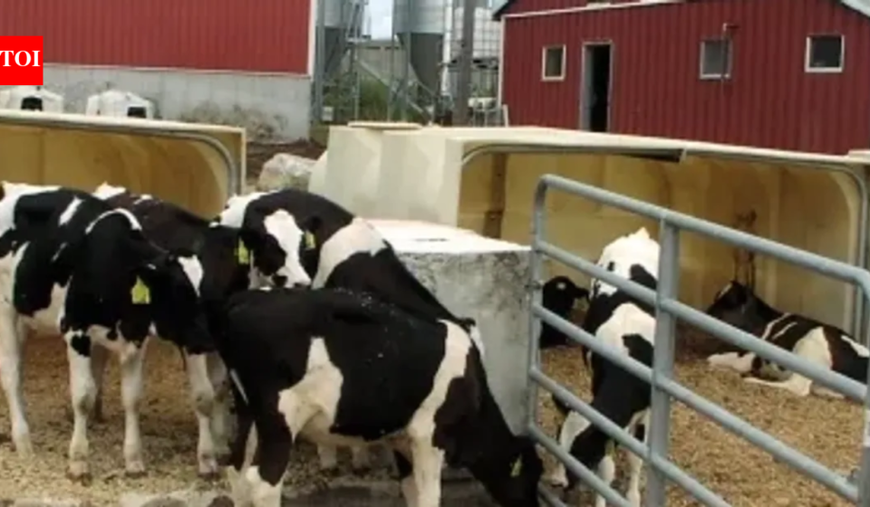 In 2011, a Massachusetts dairy installed the state's first agricultural digester; by 2020, manure and food waste were saving it $155,000 a year on heat, fertiliser, and bedding