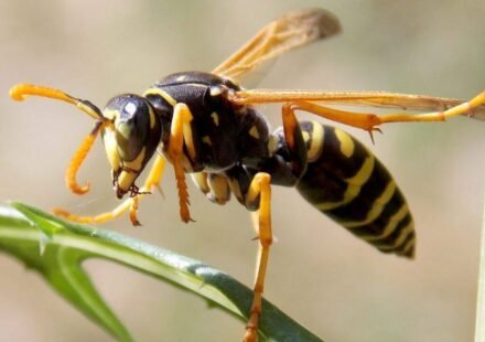 Britain’s wasps are unusually scarce this summer; researchers cannot find enough for experiments, and the few seen are unusually small
