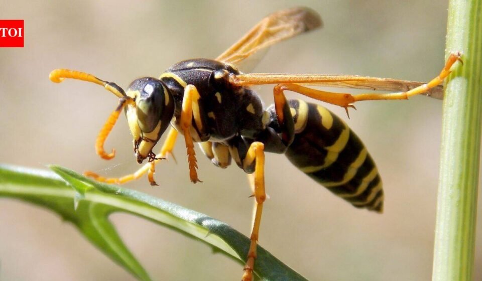 Britain’s wasps are unusually scarce this summer; researchers cannot find enough for experiments, and the few seen are unusually small