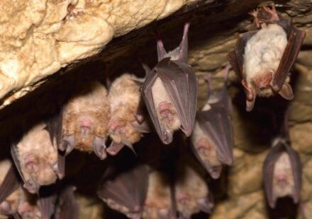 Some Myotis bats can live 50 years while close relatives live just 7; sequencing eight species found longevity genes overlapping with cancer and virus defenses
