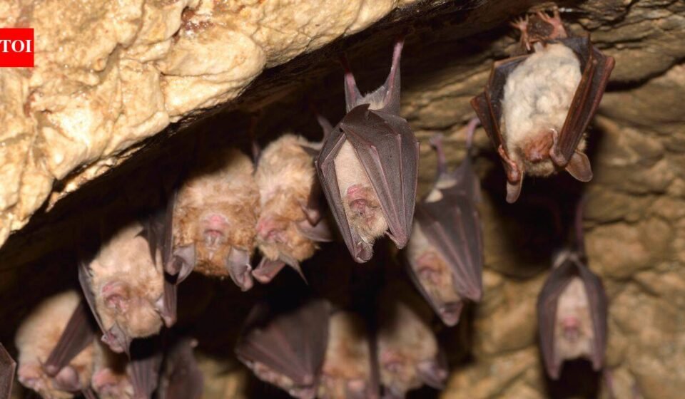 Some Myotis bats can live 50 years while close relatives live just 7; sequencing eight species found longevity genes overlapping with cancer and virus defenses