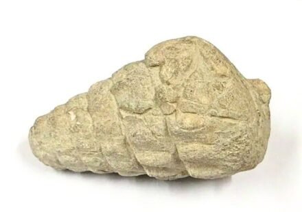 A 66-million-year-old gastropod fossil was found at a 5,000-year-old settlement in Ankara; ancient inhabitants may have brought it there