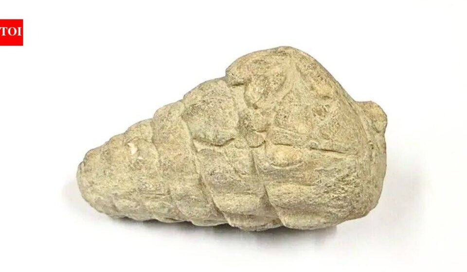A 66-million-year-old gastropod fossil was found at a 5,000-year-old settlement in Ankara; ancient inhabitants may have brought it there